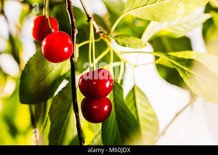 Fruits rouges cerise sur les branches d'un arbre avec le feuillage Banque D'Images