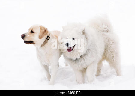 Deux chiens de race Samoyède et-Labrador sont côte à côte Banque D'Images