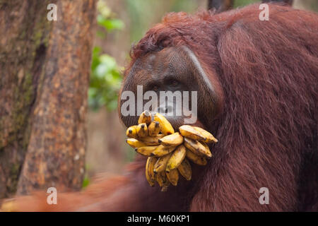 Homme dominant d'orangutan sauvage (Pongo pygmaeus) avec bouche bourrée de bananes provenant de la station d'alimentation Camp Leakey dans le parc national de Tanjung Puting Banque D'Images