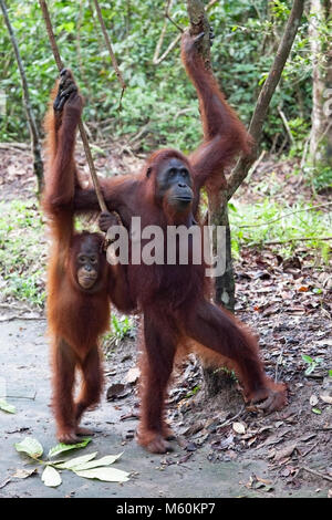 Des orangs-outangs Bornéens sauvages (Pongo pygmaeus) se tenant sur des arbres tout en se tenant debout sur deux pattes au Camp Leakey dans le parc national de Tanjung Puting Banque D'Images