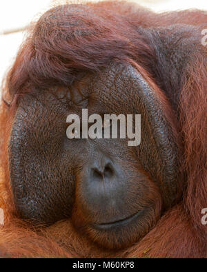 Mâle dominant d'orangutan sauvage (Pongo pygmaeus) dans le parc national de Tanjung Puting sur l'île de Bornéo Banque D'Images
