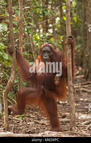 Mère sauvage d'orangs-outan debout dans la forêt tropicale asiatique, tenue sur des arbres avec bébé accrochant à sa fourrure, Parc national de Tanjung Puting, Bornéo Banque D'Images