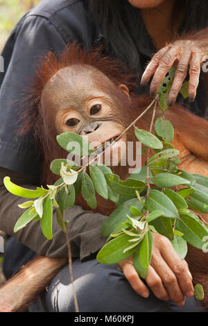 Bébé orphelin orangutan (Pongo pygmaeus) jouant avec les feuilles dans la session d'entraînement de forêt pour se préparer à la vie sauvage au Centre de soins d'Orangutan Banque D'Images