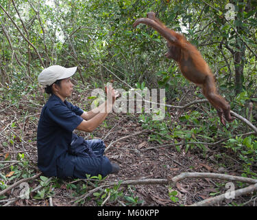 Orphelin orang-outan de deux ans sautant de la branche des arbres dans les bras de la femme de garde dans la forêt tropicale pour se préparer à la libération dans la nature Banque D'Images