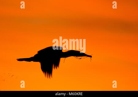 Silhouette de Grand Cormoran (Phalacrocorax varius) contre le ciel orange. Banque D'Images