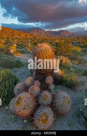 Le lever du soleil, le baril cactus, Anza-Borrego Desert State Park, Californie Banque D'Images