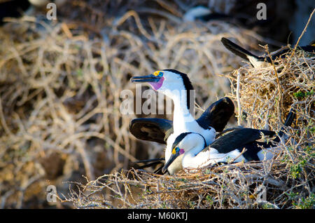 La paire de pied cormorans (Phalacrocorax varius) nichent dans le parc marin de Shoalwater près de Rockingham Australie Occidentale Banque D'Images