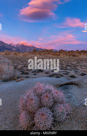 Le lever du soleil, Cactus Cottontop à quille, polycephalus, Alabama Hills, l'Est de la Sierra, Inyo National Forest, Californie Banque D'Images