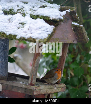 Aberystwyth, Pays de Galles. Feb 27, 2018. Météo France : un abris robin du froid dans une maison d'oiseau couvert de neige dans un jardin près d'Aberystwyth - John Gilbey/Alamy Live News - 27-Feb-2018 Crédit : John Gilbey/Alamy Live News Banque D'Images