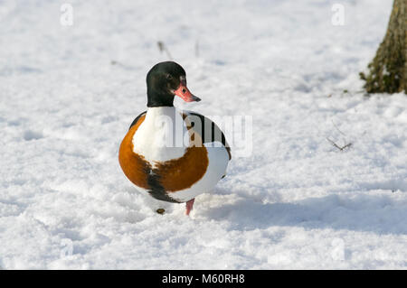 Tarleton, Lancashire, le 27 février, 2018. Météo britannique. La faune et la sauvagine en quête de nourriture dans le froid. Un gros canard, colorée, plus grande qu'un canard colvert. Shelducks vivent surtout autour de la côte, mais parfois à l'intérieur des terres. /AlamyLiveNews MediaWorldImages:Crédit Banque D'Images