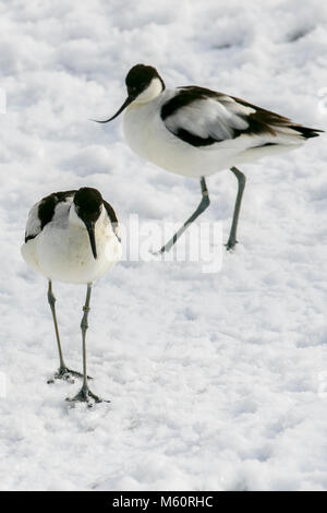 Tarleton, Lancashire, le 27 février, 2018. Météo britannique. La faune et la sauvagine chasser pour se nourrir dans le temps froid. L'avocette est un noir et blanc à motifs d'échassier avec un long bec courbé vers le haut. Cette annexe 1 est l'emblème de la RSPB et symbolise le mouvement de protection des oiseaux au Royaume-Uni plus que toute autre espèce. /AlamyLiveNews MediaWorldImages:crédit. Banque D'Images