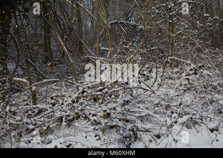 Edenbridge, UK. Feb 27, 2018. De lourdes chutes de neige de Sibérie dans le Kent comme prévu la bête de l'est passe au-dessus de la température la plus froide donnant au Royaume-Uni depuis 1986 Credit : Keith Larby/Alamy Live News Banque D'Images