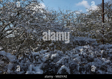 Edenbridge,UK,27 Février 2018 neige de Sibérie lourd,dans le Kent en tant que bête prévue de l'est passe au-dessus de la température la plus froide donnant au Royaume-Uni depuis 1986©Keith Larby/Alamy Live News Banque D'Images