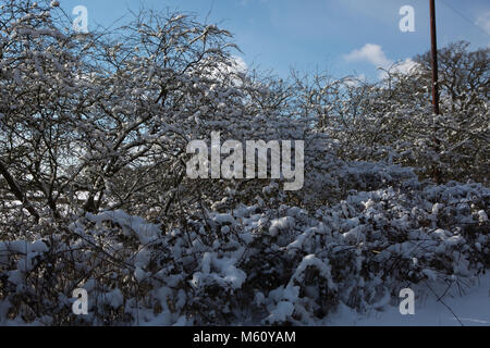 Edenbridge,UK,27 Février 2018 neige de Sibérie lourd,dans le Kent en tant que bête prévue de l'est passe au-dessus de la température la plus froide donnant au Royaume-Uni depuis 1986©Keith Larby/Alamy Live News Banque D'Images