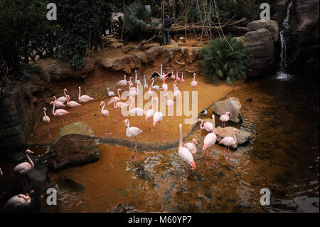 26 février 2018 - Malaga, Espagne - Roses flamants roses (Phoenicopterus roseus) vu dans leur lagon au Bioparc Fuengirola. (Crédit Image : © JMERIDA    29 IMG27022018.jpg Images/SOPA via Zuma sur le fil) Banque D'Images