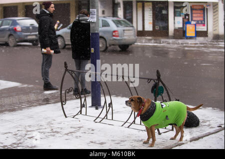 Cracovie, Pologne. Feb 27, 2018. Un chien avec une veste observés au cours d'une journée à basse température à Cracovie. Omarques Crédit :    13 27022018.jpg Images/SOPA/ZUMA/Alamy Fil Live News Banque D'Images