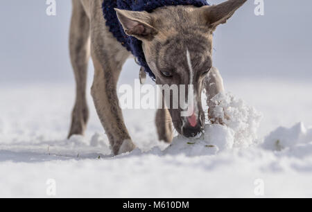 Mansfield, au Royaume-Uni. 27 Février, 2018. Météo au Royaume-Uni. Mansfield, Angleterre. 27e. Février 2018. . Chiot Whippet jouant dans une nouvelle couche de neige pour sa première fois en tant que les averses de neige de l'est frappé le Royaume-Uni. Angleterre, Royaume-Uni. Alan Beastall/Alamy Live News. Banque D'Images