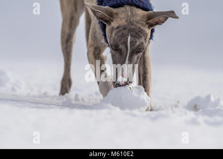 Mansfield, au Royaume-Uni. 27 Février, 2018. Météo au Royaume-Uni. Mansfield, Angleterre. 27e. Février 2018. . Chiot Whippet jouant dans une nouvelle couche de neige pour sa première fois en tant que les averses de neige de l'est frappé le Royaume-Uni. Angleterre, Royaume-Uni. Alan Beastall/Alamy Live News. Banque D'Images