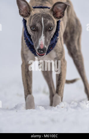 Mansfield, au Royaume-Uni. 27 Février, 2018. Météo au Royaume-Uni. Mansfield, Angleterre. 27e. Février 2018. . Chiot Whippet jouant dans une nouvelle couche de neige pour sa première fois en tant que les averses de neige de l'est frappé le Royaume-Uni. Angleterre, Royaume-Uni. Alan Beastall/Alamy Live News. Banque D'Images