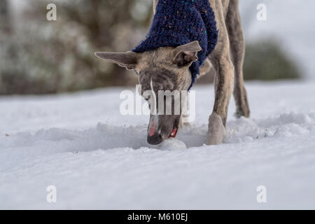 Mansfield, au Royaume-Uni. 27 Février, 2018. Météo au Royaume-Uni. Mansfield, Angleterre. 27e. Février 2018. . Chiot Whippet jouant dans une nouvelle couche de neige pour sa première fois en tant que les averses de neige de l'est frappé le Royaume-Uni. Angleterre, Royaume-Uni. Alan Beastall/Alamy Live News. Banque D'Images