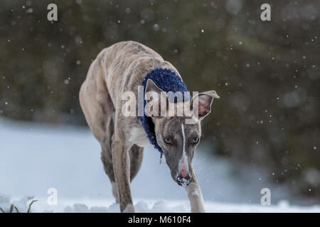 Mansfield, au Royaume-Uni. 27 Février, 2018. Météo au Royaume-Uni. Mansfield, Angleterre. 27e. Février 2018. . Chiot Whippet jouant dans une nouvelle couche de neige pour sa première fois en tant que les averses de neige de l'est frappé le Royaume-Uni. Angleterre, Royaume-Uni. Alan Beastall/Alamy Live News. Banque D'Images