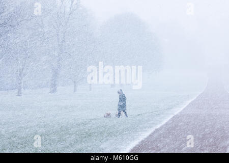 Windsor, Royaume-Uni. 27 Février, 2018. Une femme entre deux chiens dans le blizzard le long de la Longue Marche dans Windsor Great Park. Credit : Mark Kerrison/Alamy Live News Banque D'Images