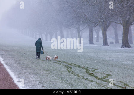 Windsor, Royaume-Uni. 27 Février, 2018. Une femme entre deux chiens dans le blizzard le long de la Longue Marche dans Windsor Great Park. Credit : Mark Kerrison/Alamy Live News Banque D'Images