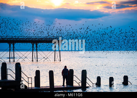 Aberystwyth, Pays de Galles, Royaume-Uni. Feb 27, 2018. Pays de Galles Aberystwyth UK, le mardi 27 mars 2018 Royaume-Uni : Météo au crépuscule sur la baie de Cardigan sur un très froid et clair Février soir à Aberystwyth, un homme debout sur la jetée se profile pendant qu'il observe les dizaines de milliers de minuscules étourneaux venir swooping en urmurations et effectuant des 'm' dans le ciel avant qu'ils se perchent pour la nuit sur la forêt de poutres en fer et des poutres sous l'ère victorienne station pier Crédit : Keith morris/Alamy Live News Banque D'Images