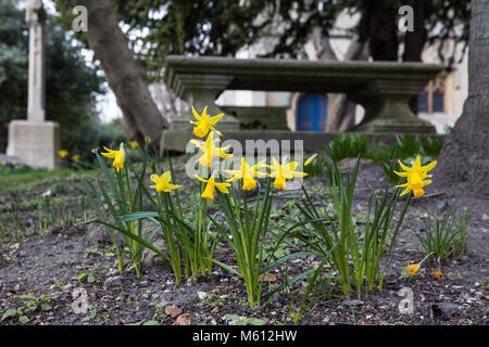 Windsor, Royaume-Uni. 27 Février, 2018. Les jonquilles en fleurs dans le cimetière de St Jean Baptiste l'église paroissiale de Windsor. Credit : Mark Kerrison/Alamy Live News Banque D'Images