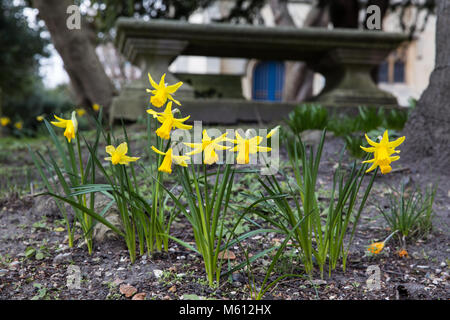 Windsor, Royaume-Uni. 27 Février, 2018. Les jonquilles en fleurs dans le cimetière de St Jean Baptiste l'église paroissiale de Windsor. Credit : Mark Kerrison/Alamy Live News Banque D'Images