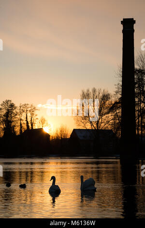 Kidderminster, UK. 27 Février, 2018. Météo France : que les expériences britanniques plus amèrement froid, des températures sous zéro, la ville de Kidderminster Worcestershire échappe de justesse un manteau de neige. Les cygnes au crépuscule profiter des derniers rayons d'or de la journée de soleil. Credit : Lee Hudson/Alamy Live News Banque D'Images