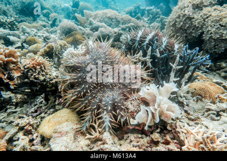 Sabah, Malaisie. 21 Juin, 2017. Des étoiles vu sous l'eau.Une couronne d'Étoile de cull effectuées par les bénévoles de la TRACC (Tropical Research and Conservation Centre) à Sabah, Malaisie. Cette espèce envahissante est préjudiciable aux récifs coralliens. 'Étoile de manger les polypes coralliens et de se reproduire très rapidement, où elles ne sont pas indigènes et donc n'ont pas assez de prédateurs naturels, ils peuvent détruire un système récifal en quelques semaines. Credit : EFImages-0313.jpg Images/SOPA/ZUMA/Alamy Fil Live News Banque D'Images