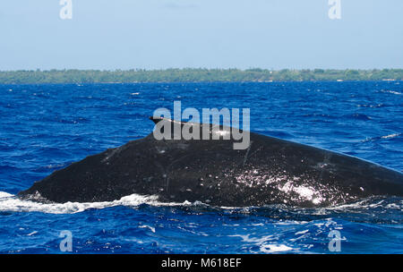 Baleine à bosse (Megaptera novaeangliae). Les îles Tonga. Polynésie française Banque D'Images