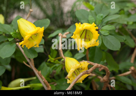 Calice Vigne, tasse d'Or (Solandra longiflora) Banque D'Images