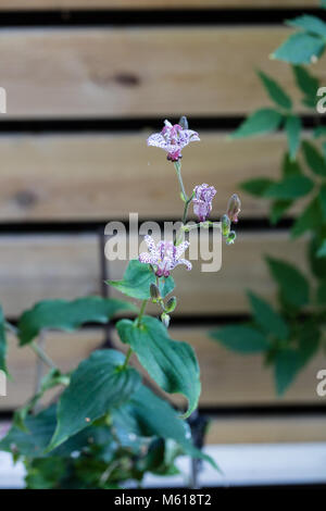 'Purple Beauty' orchidée japonais lily, Hårig skugglilja (Tricyrtis hirta) Banque D'Images