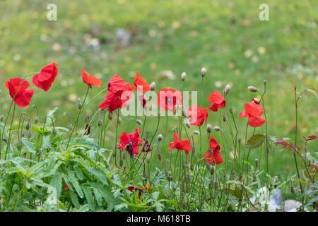 Coquelicot, Kornvallmo (Papaver rhoeas) Banque D'Images