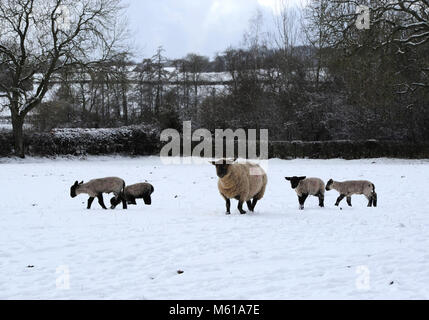 Début de l'agneaux service jusqu'à une couverture de neige près de Masham dans le Yorkshire Dales, comme les fortes chutes de neige sur les routes de l'UK mardi matin après plusieurs centimètres a diminué dans certaines régions au cours de la nuit. Banque D'Images