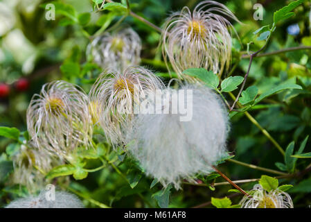Têtes de graine d'un Golden Clematis (Clematis tangutica) entre les feuilles de chèvrefeuille Banque D'Images