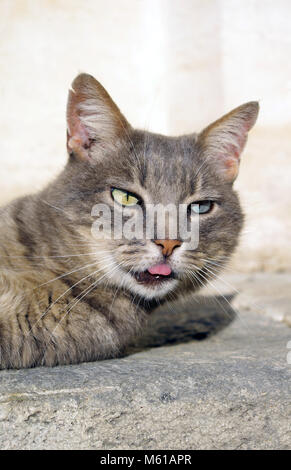 Mixed-race de chat avec un oeil bleu et un vert Banque D'Images