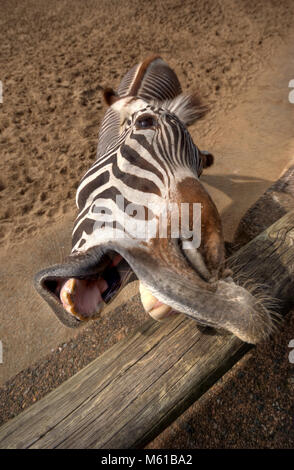 Funny portrait zebra Banque D'Images