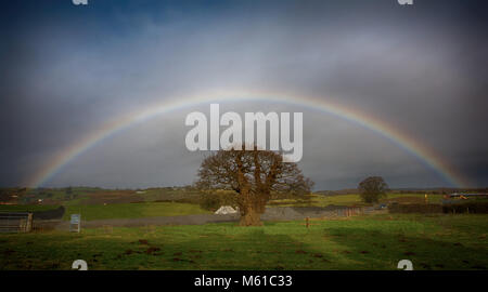 Brimmon Oak Tree (arbre de Gallois &Royaume-uni l'année 2016) avec un parfait Arc-en-ciel sur elle. 18 févr.. Banque D'Images
