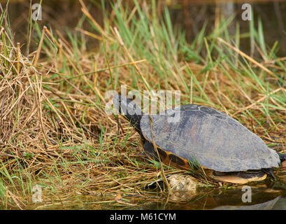 Tortue peinte du sud Le Parc National des Everglades en Floride USA Banque D'Images