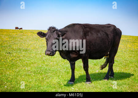 Aberdeen Angus noir au pâturage des bovins sur les South Downs Hill dans les régions rurales du sud de l'Angleterre, Sussex, UK Banque D'Images