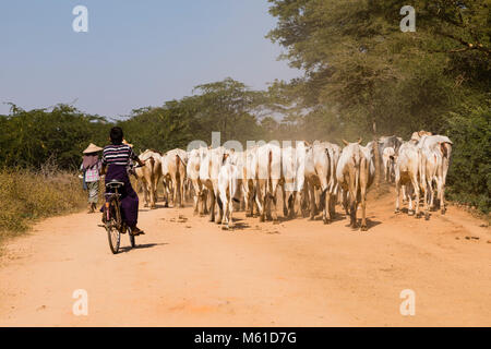 Bagan, Myanmar, 28 Décembre 2017 : troupeau de vache est accompagné d'un garçon sur un vélo sur une route poussiéreuse Banque D'Images