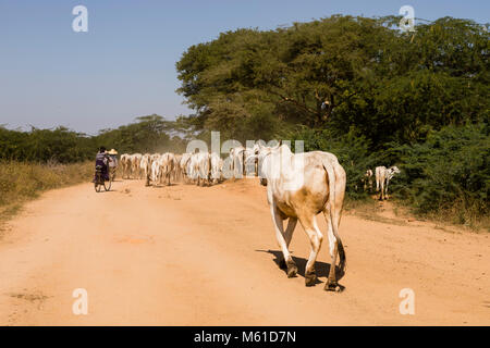 Bagan, Myanmar, 28 Décembre 2017 : une vache suit leur troupeau à distance sur une route de campagne poussiéreuse à Bagan Banque D'Images