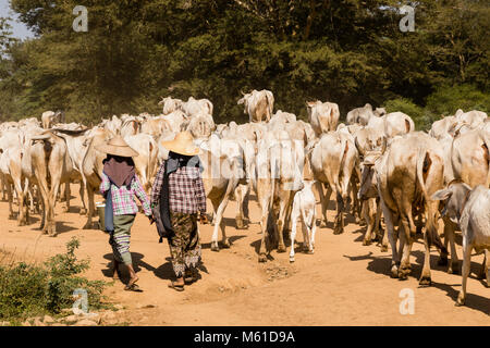 Bagan, Myanmar, 28 Décembre 2017 : un troupeau de vaches est soulevée par deux femmes agriculteurs sur une route poussiéreuse Banque D'Images