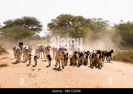 Bagan, Myanmar, 28 Décembre 2017 : troupeau de chèvres et vaches sont exécutés sur une route poussiéreuse à Bagan, Myanmar Banque D'Images