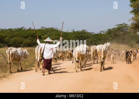 Bagan, Myanmar, 28 Décembre 2017 : un troupeau de vaches est conduit sur une route poussiéreuse par une femme avec deux bâtons de bois Banque D'Images