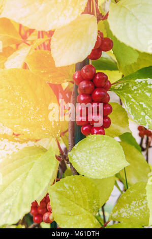 Un beau bouquet de fruits mûrs de citronnelle chinois accrochés sur une vigne. La guérison des baies rouges. Journée ensoleillée. Focus sélectif. Banque D'Images