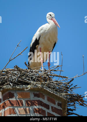 Une Cigogne Blanche (Ciconia ciconia) debout dans son nid Banque D'Images